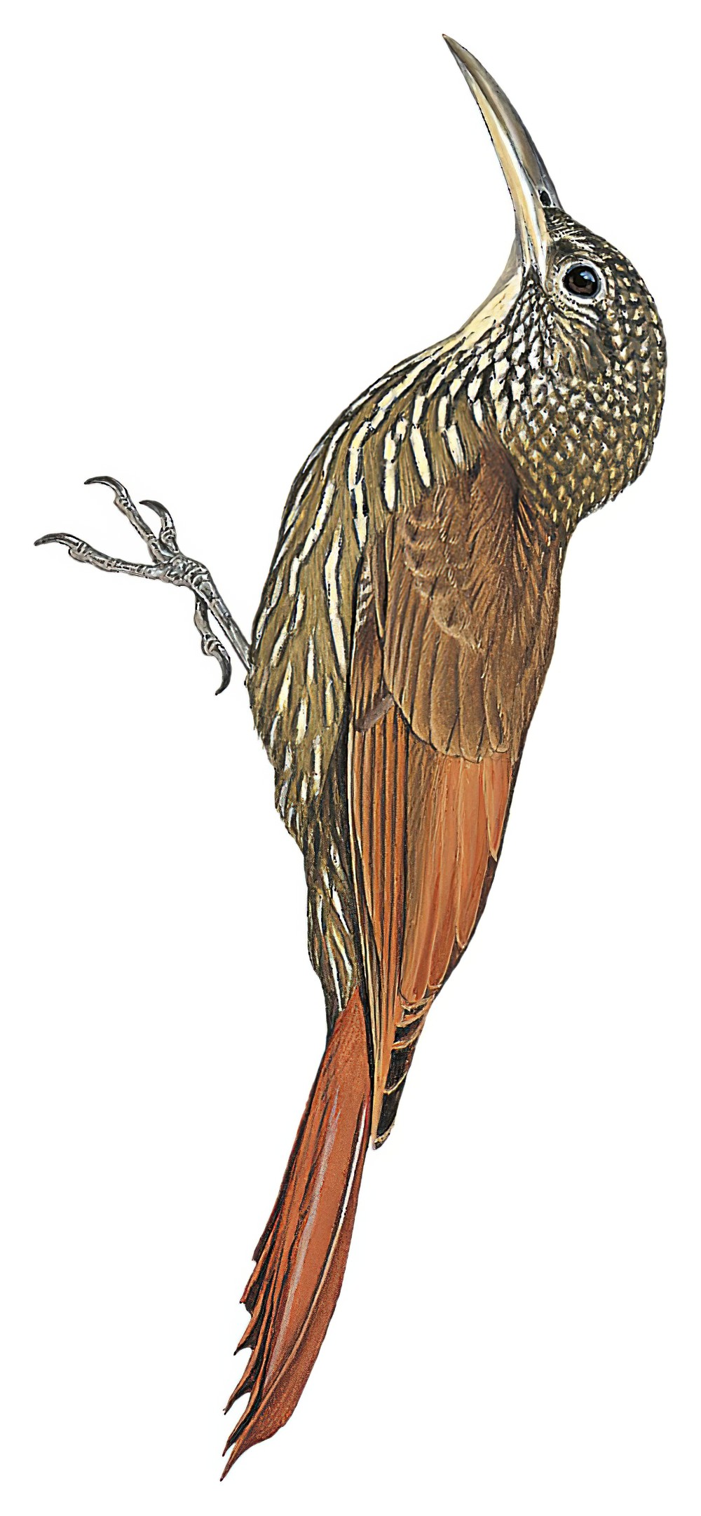 Guianan Woodcreeper / Lepidocolaptes albolineatus