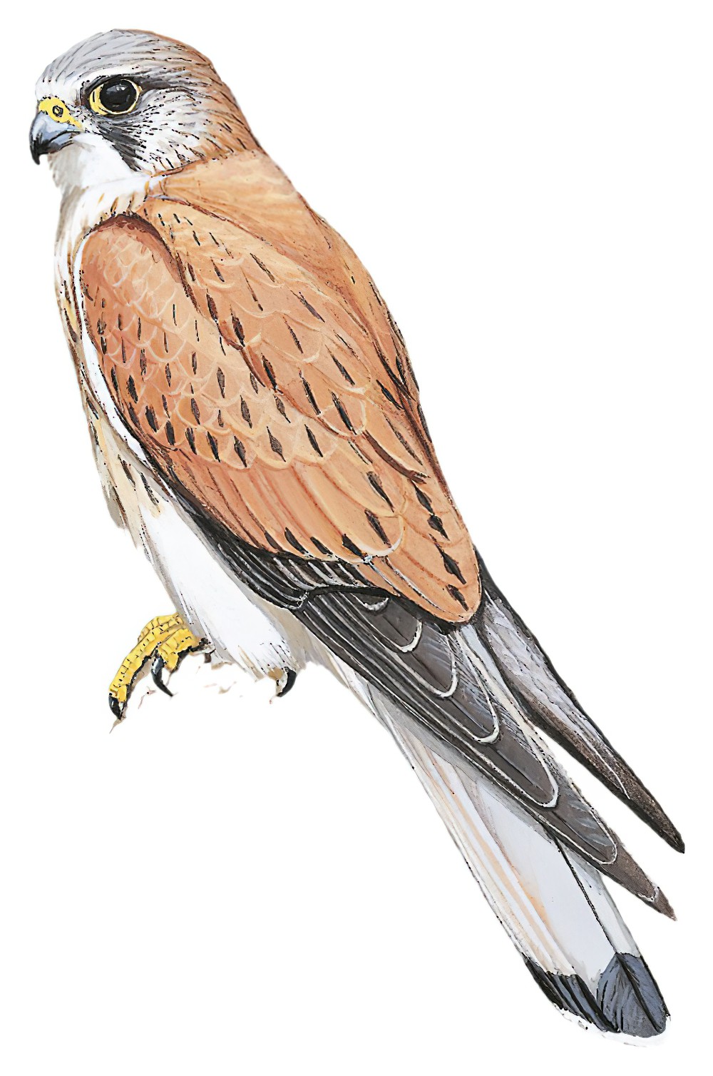 Australian Kestrel / Falco cenchroides