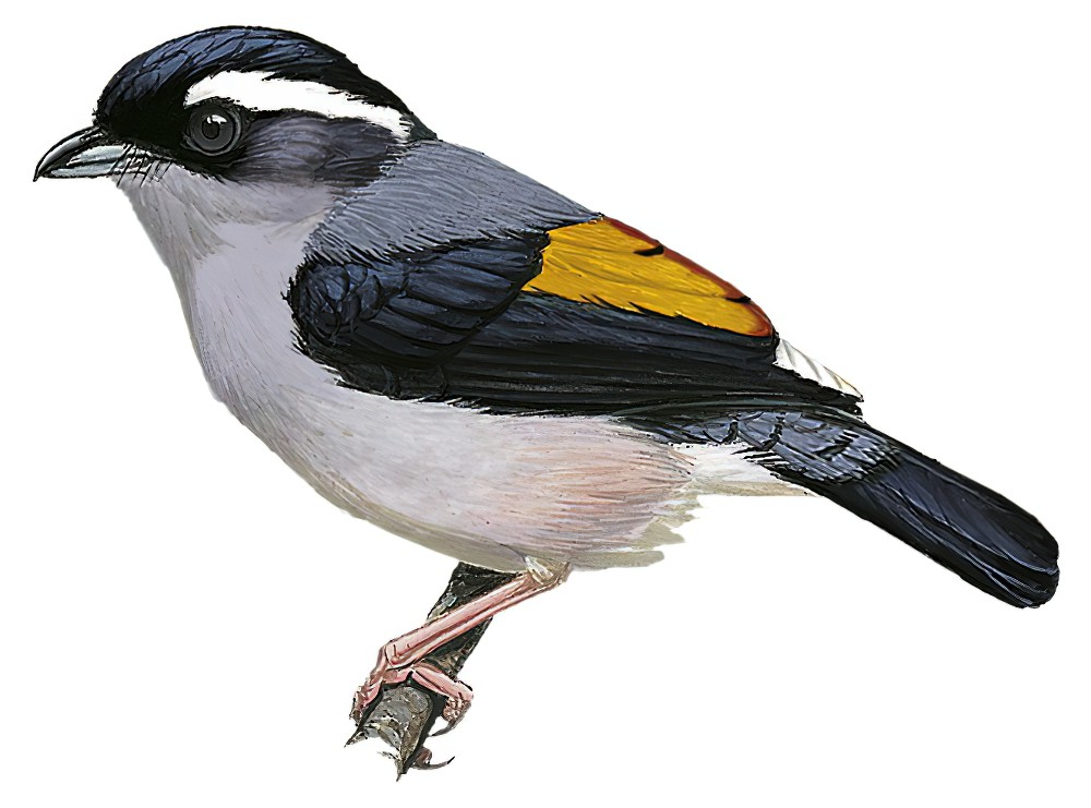 Blyth\'s Shrike-Babbler / Pteruthius aeralatus