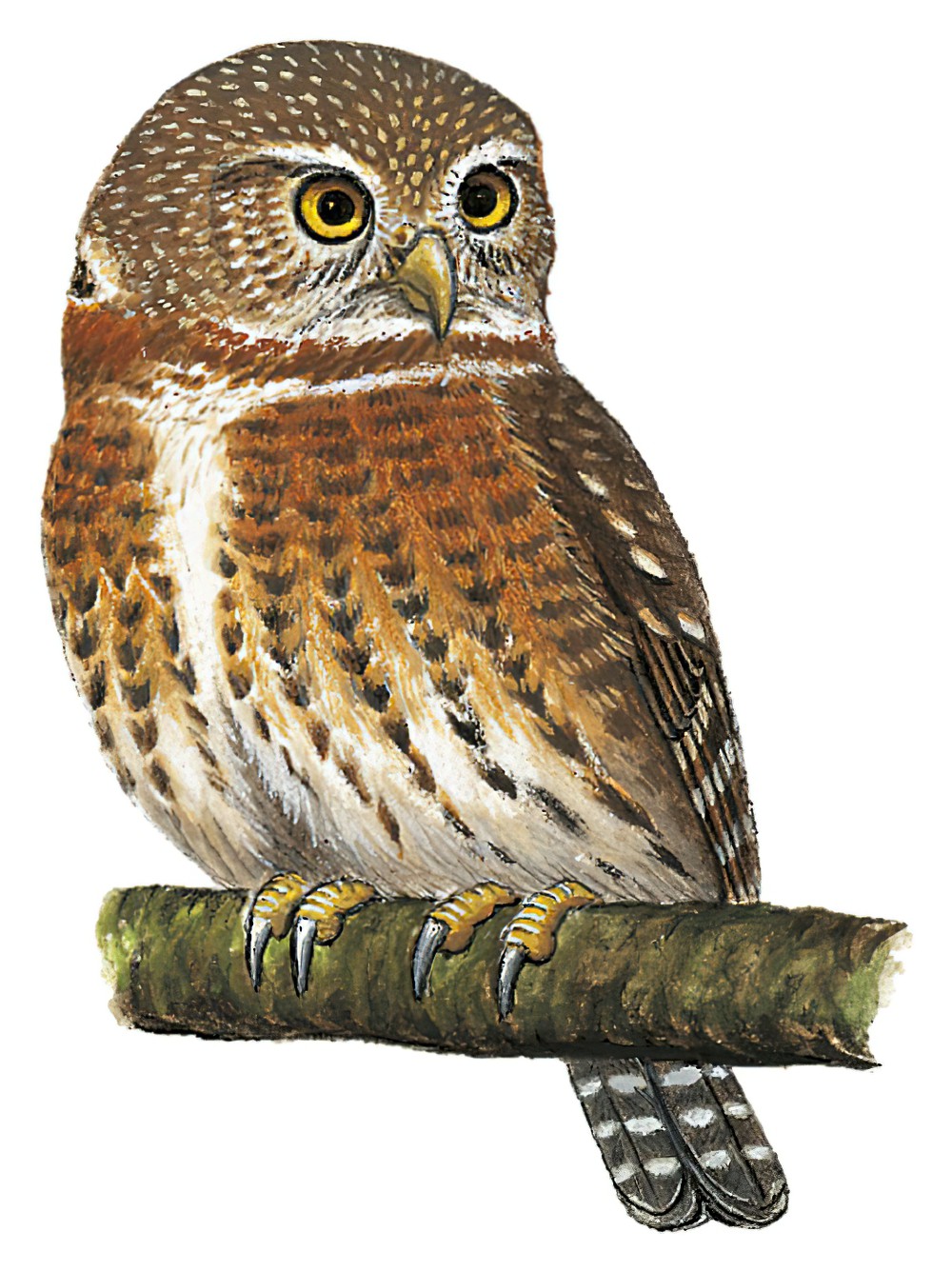 Cuban Pygmy-Owl / Glaucidium siju