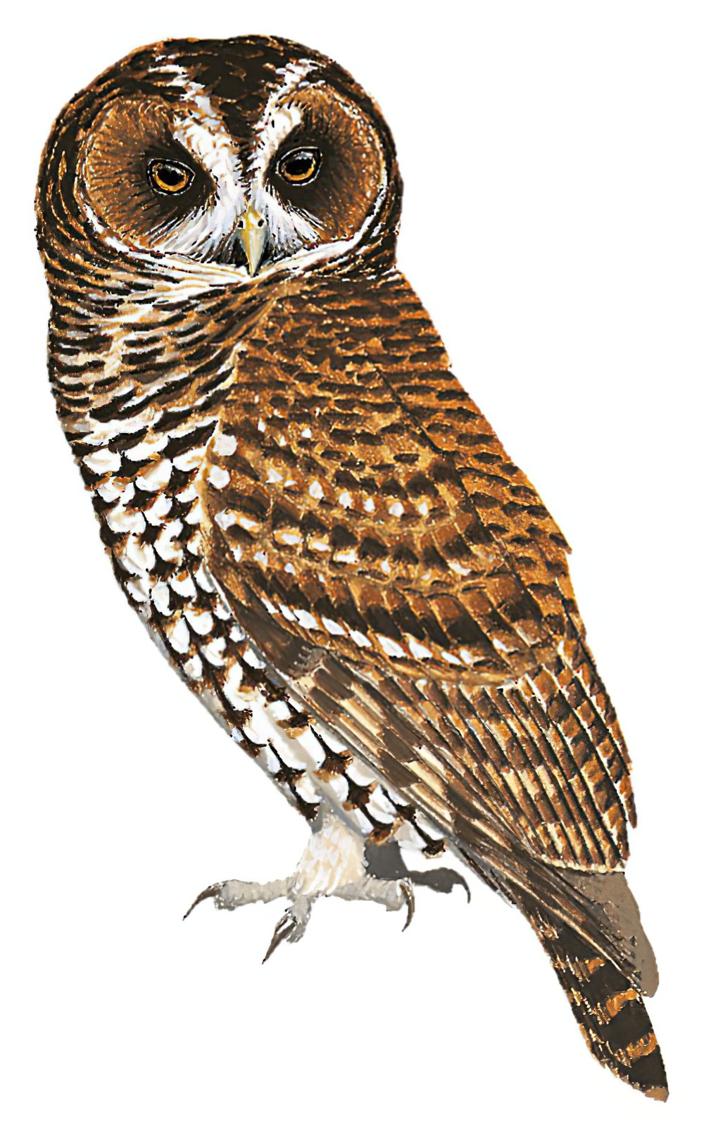 Rufous-banded Owl / Ciccaba albitarsis
