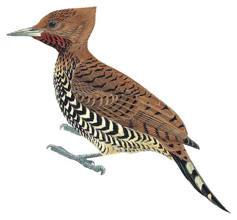 Cinnamon Woodpecker / Celeus loricatus