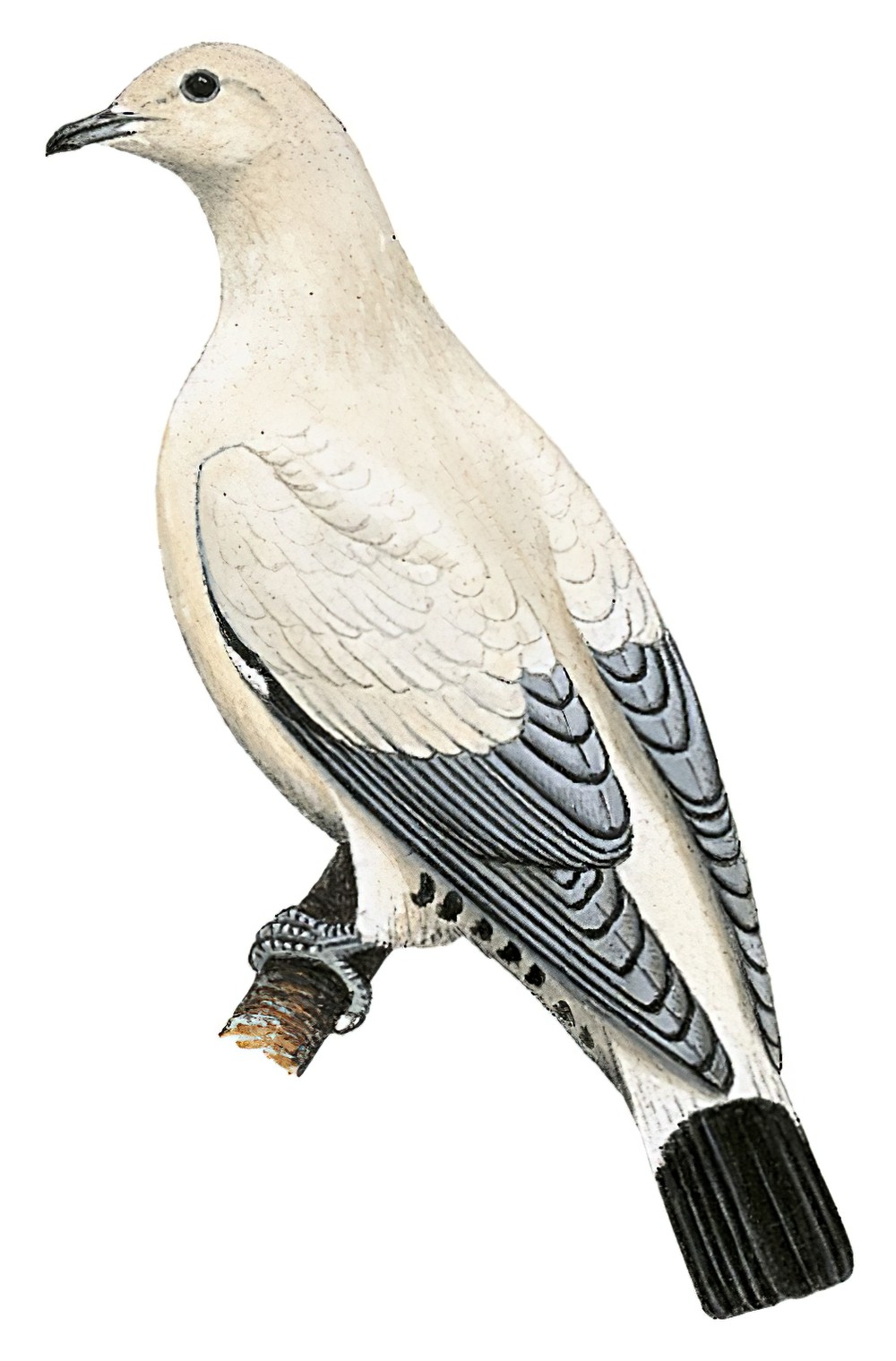 Silver-tipped Imperial-Pigeon / Ducula luctuosa