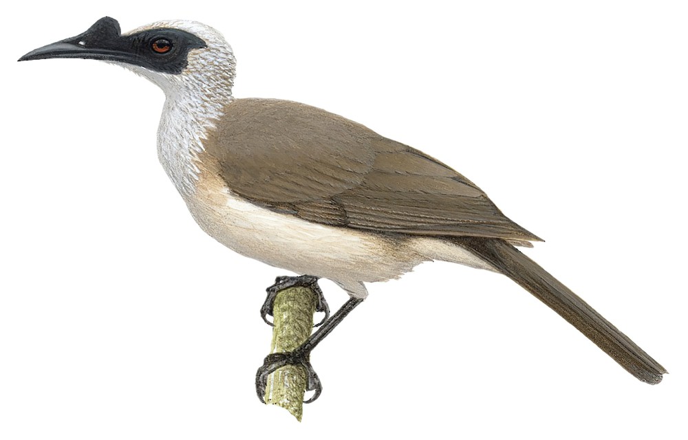Silver-crowned Friarbird / Philemon argenticeps