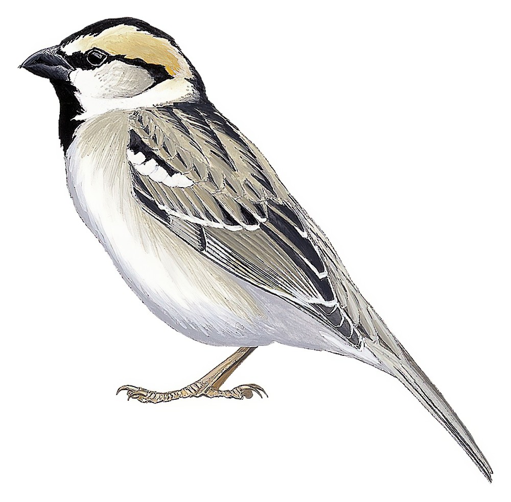Saxaul Sparrow / Passer ammodendri