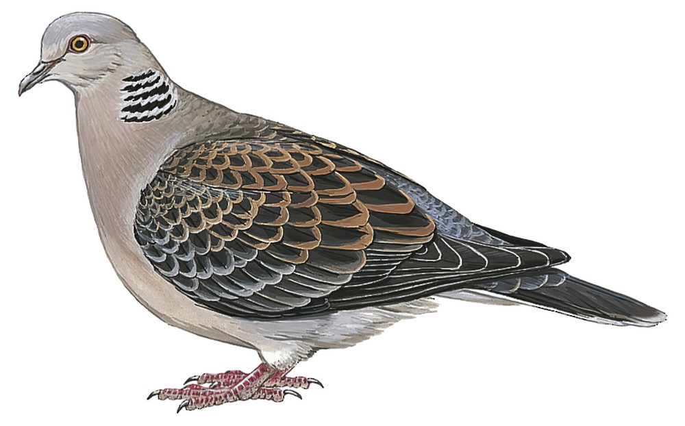 Oriental Turtle-Dove / Streptopelia orientalis