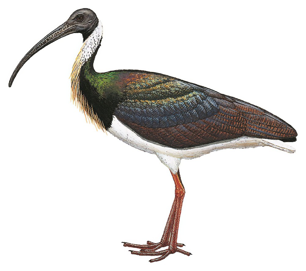 Straw-necked Ibis / Threskiornis spinicollis