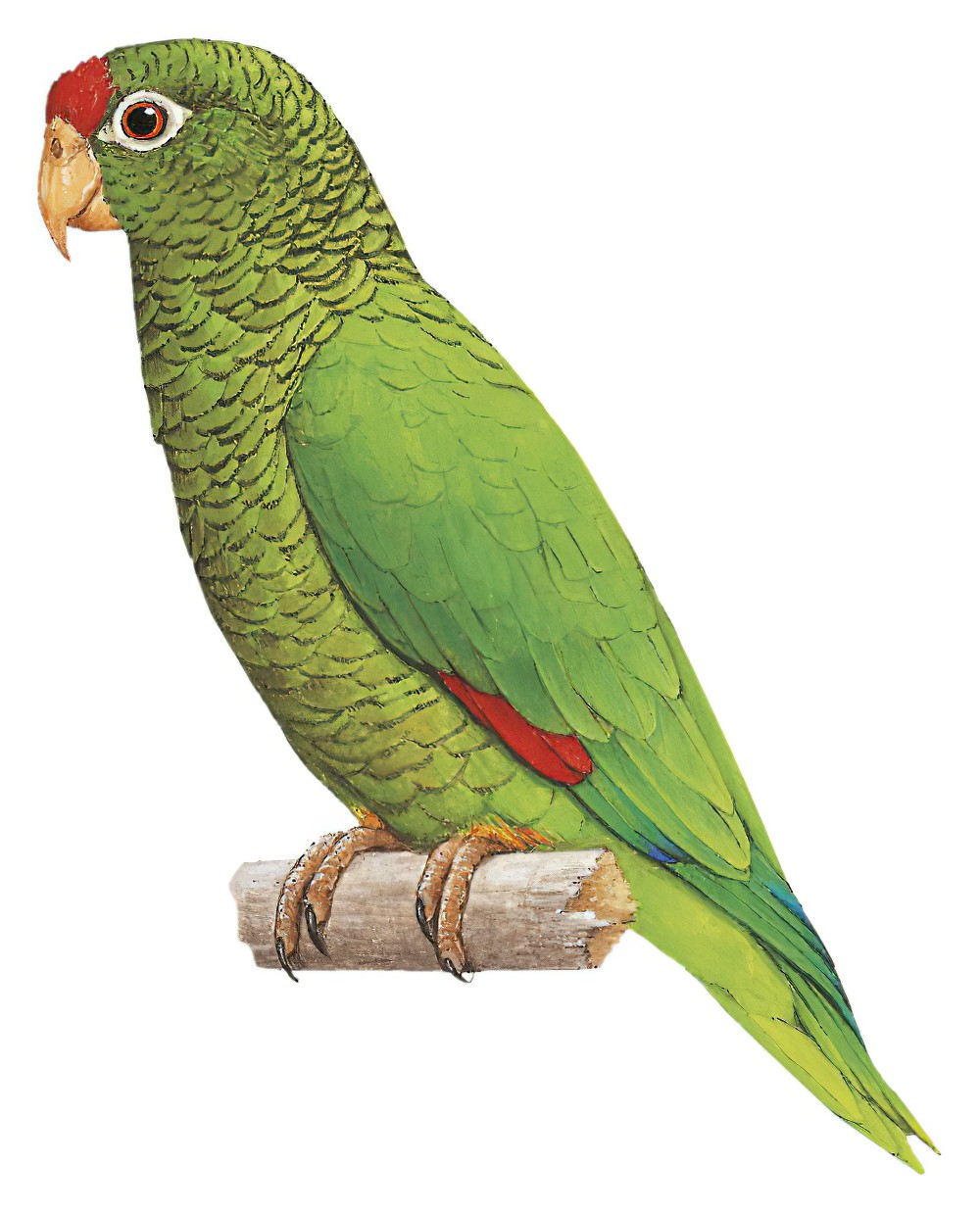 Tucuman Parrot / Amazona tucumana