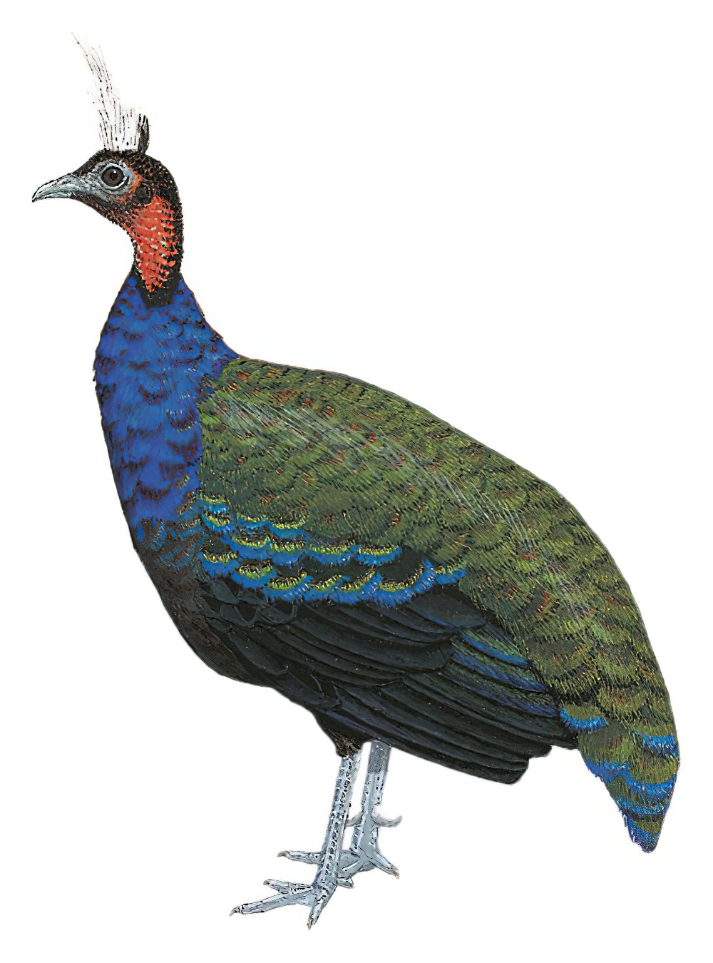 Congo Peacock / Afropavo congensis