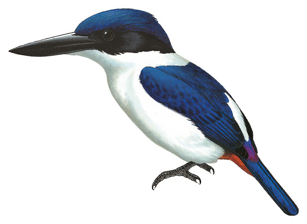 Ultramarine Kingfisher / Todiramphus leucopygius
