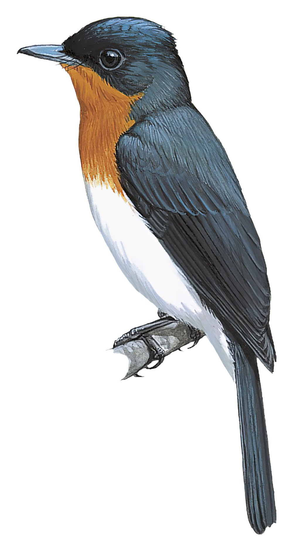 Samoan Flycatcher / Myiagra albiventris
