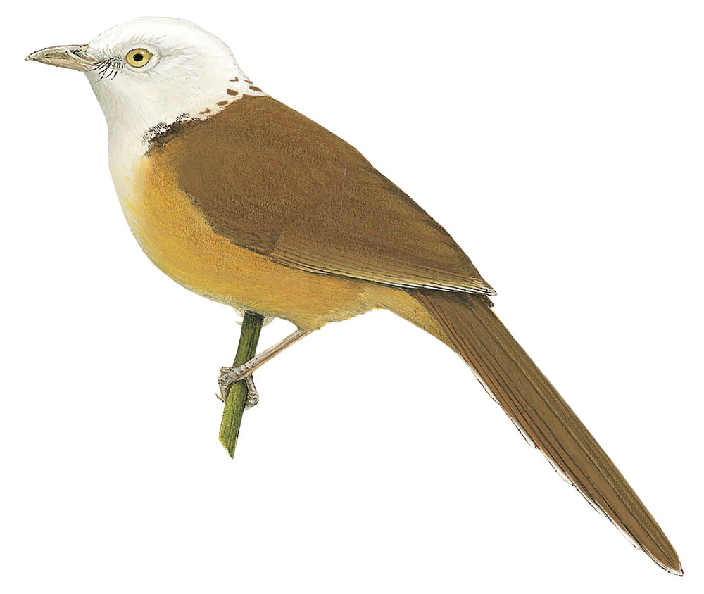 Collared Babbler / Gampsorhynchus torquatus