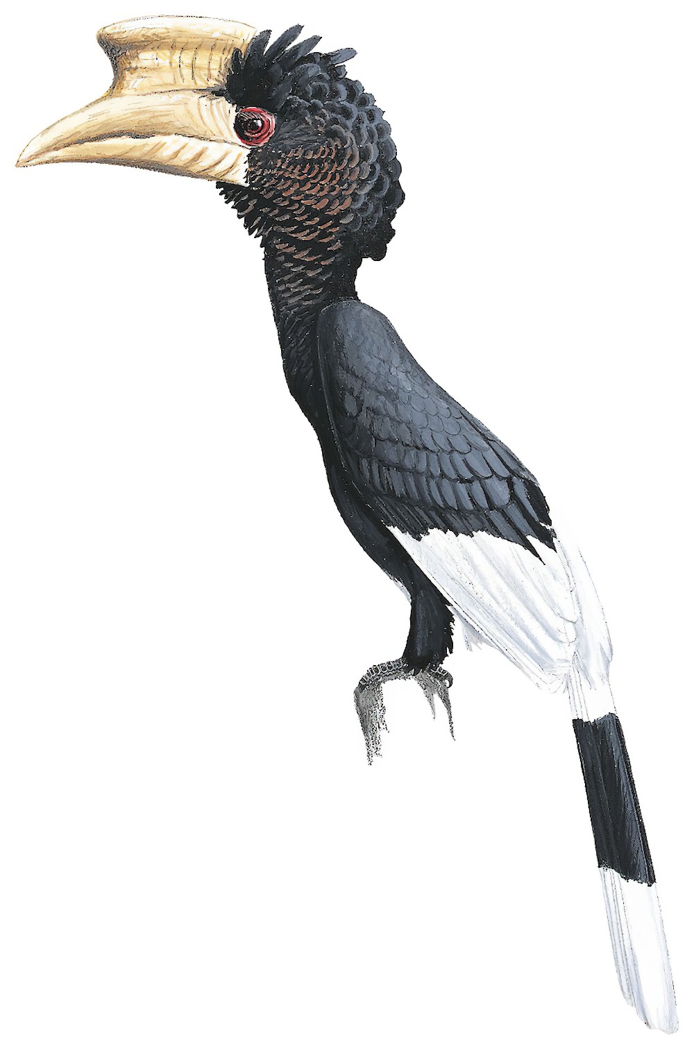 Brown-cheeked Hornbill / Bycanistes cylindricus