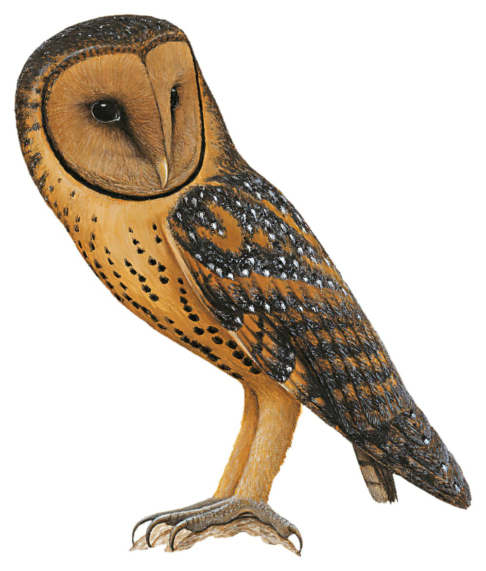 Australian Masked-Owl / Tyto novaehollandiae