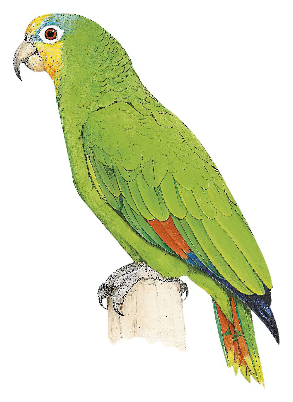 Orange-winged Parrot / Amazona amazonica