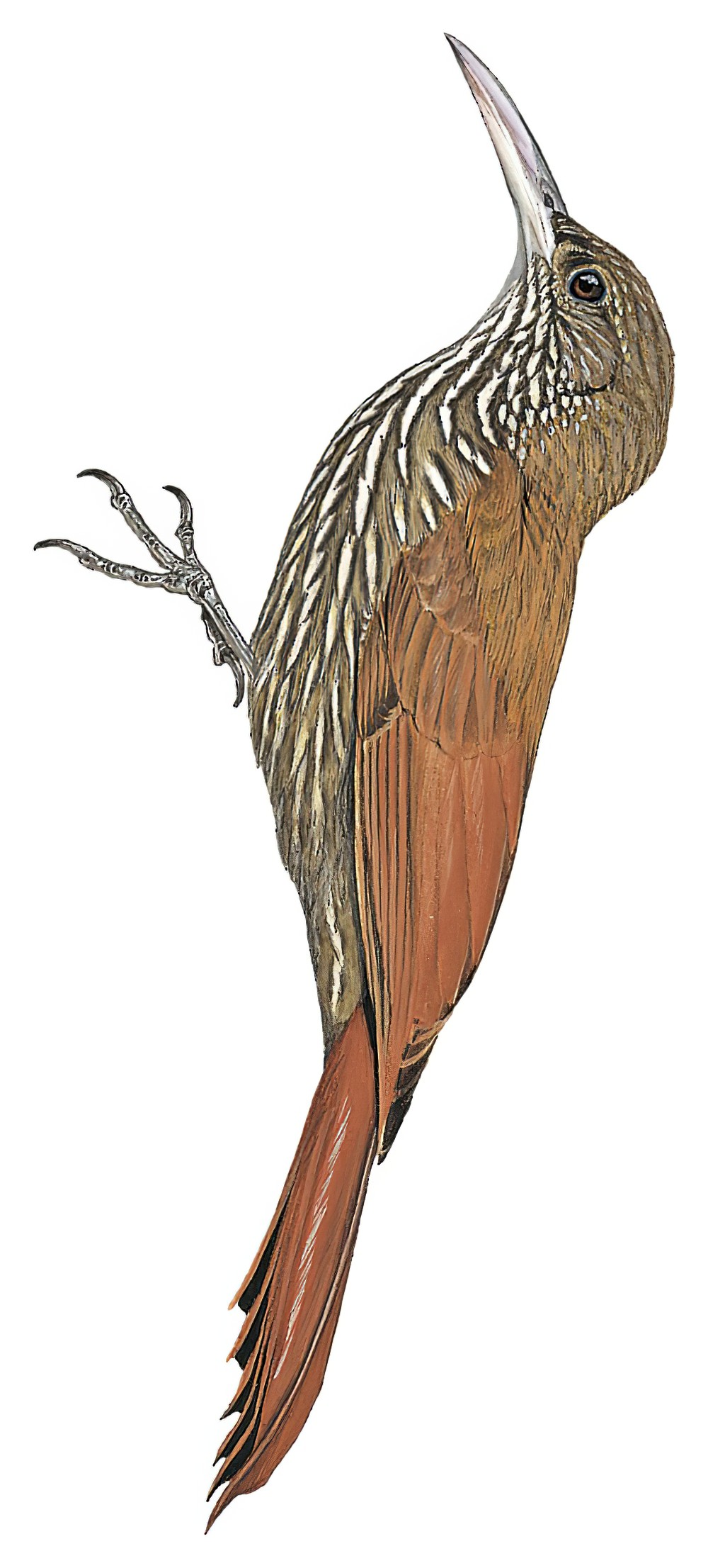 Rondonia Woodcreeper / Lepidocolaptes fuscicapillus