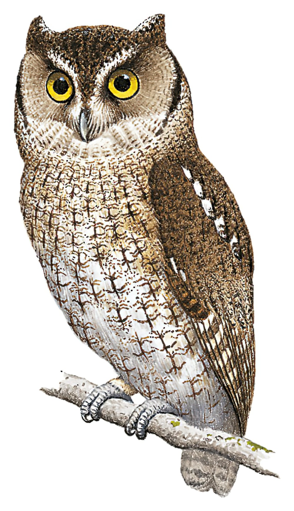 Peruvian Screech-Owl / Megascops roboratus