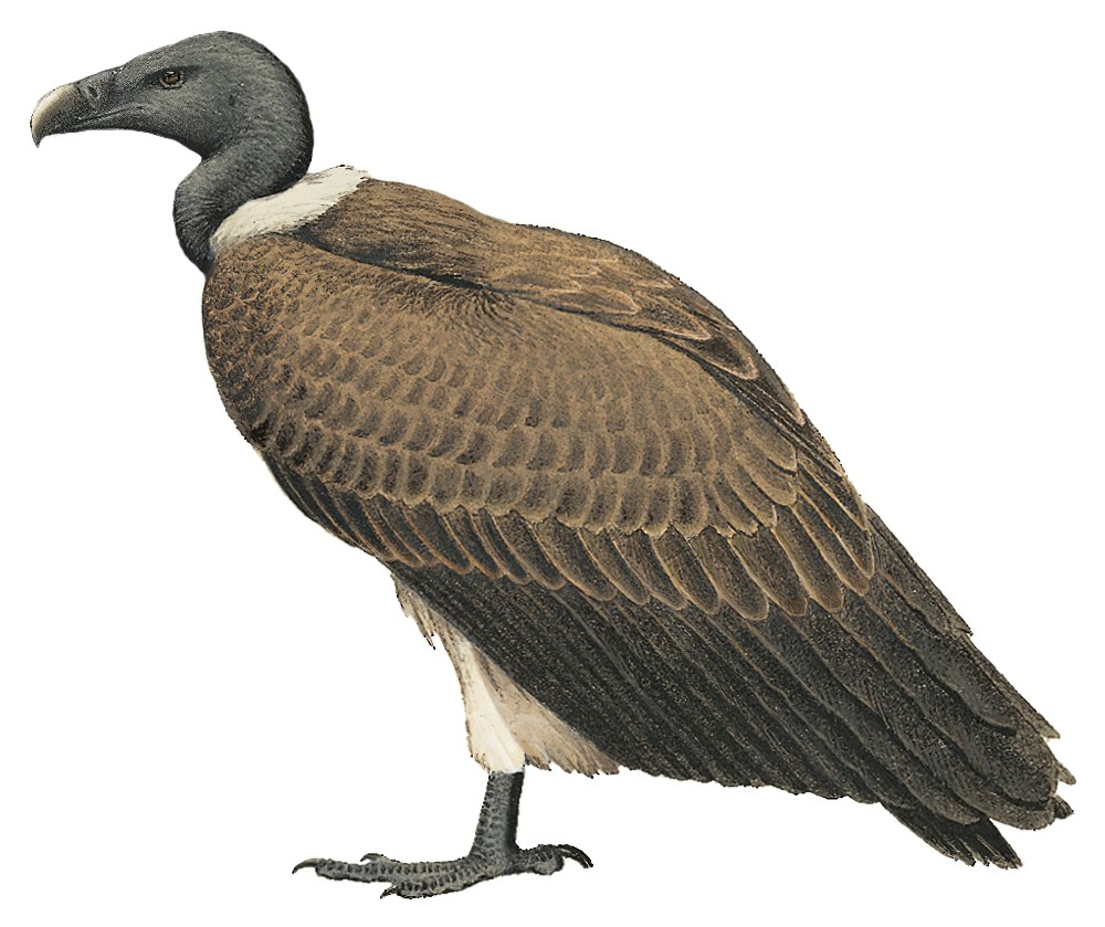 Slender-billed Vulture / Gyps tenuirostris