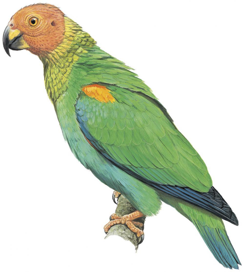 Bald Parrot / Pyrilia aurantiocephala