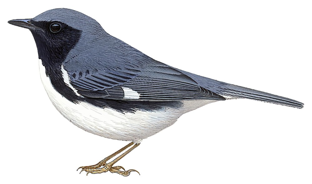 Black-throated Blue Warbler / Setophaga caerulescens