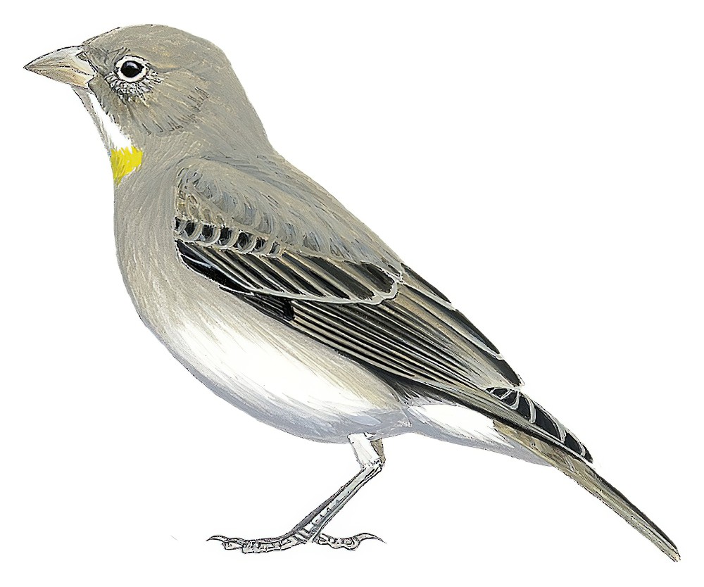 Yellow-spotted Bush Sparrow / Gymnoris pyrgita