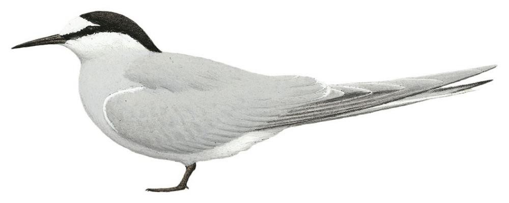 Aleutian Tern / Onychoprion aleuticus
