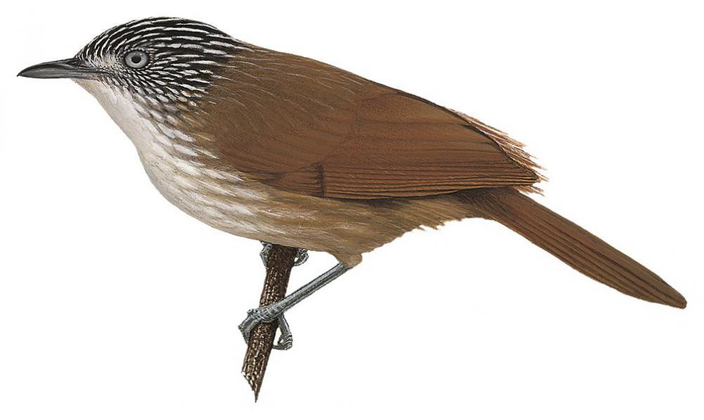 Brown Tit-Babbler / Macronus striaticeps