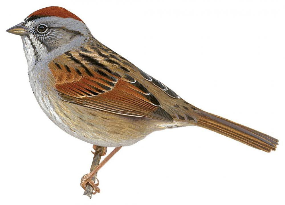 Swamp Sparrow / Melospiza georgiana