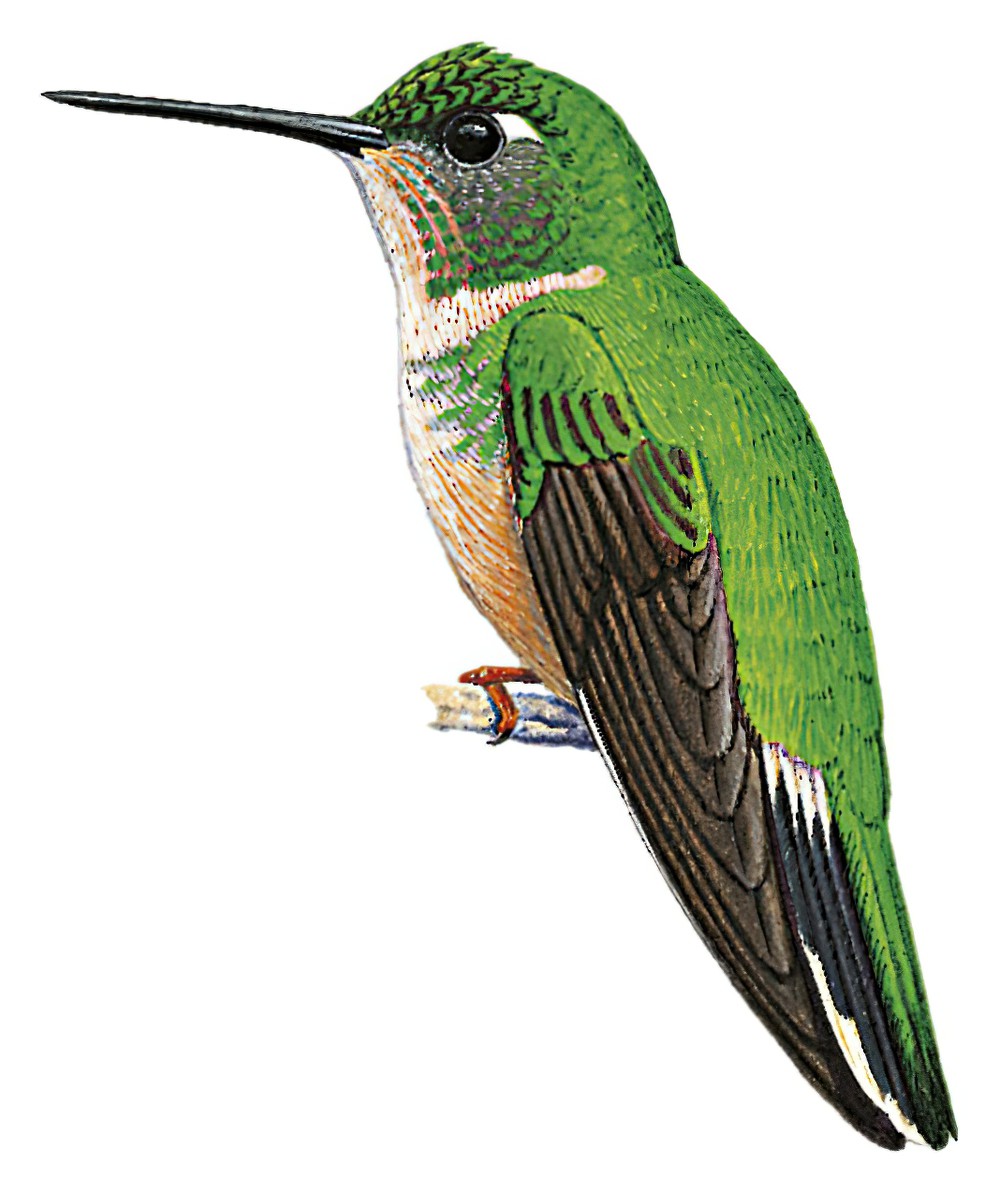 Peruvian Piedtail / Phlogophilus harterti