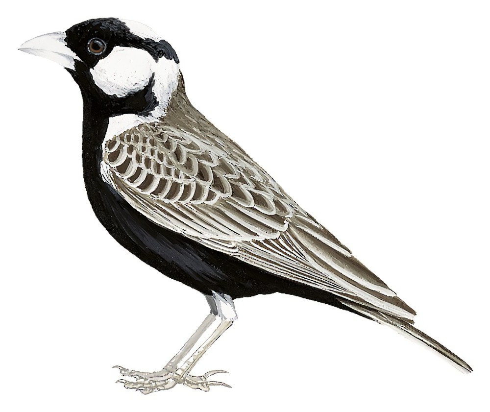Gray-backed Sparrow-Lark / Eremopterix verticalis