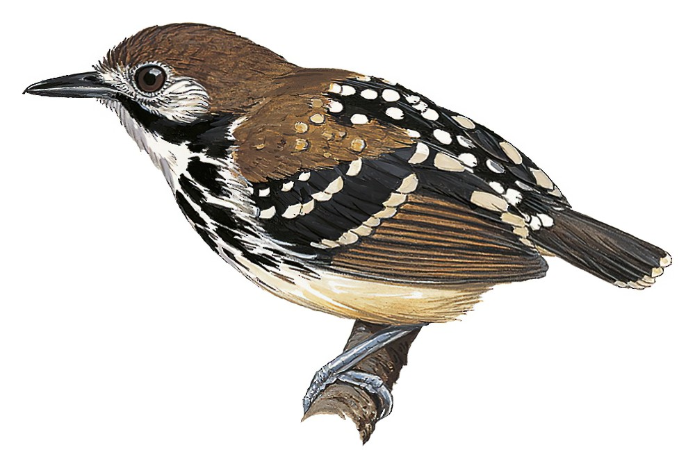 Dot-backed Antbird / Hylophylax punctulatus