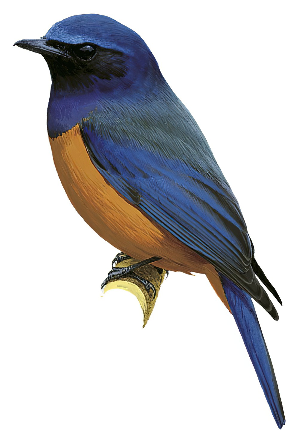 Timor Blue Flycatcher / Cyornis hyacinthinus