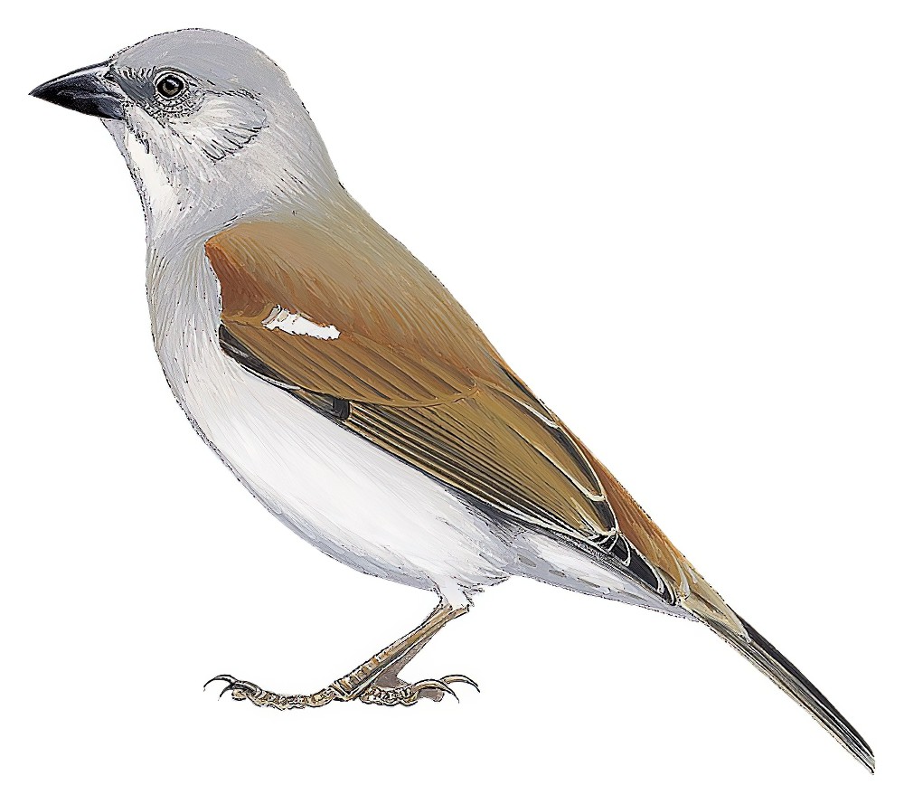 Northern Gray-headed Sparrow / Passer griseus