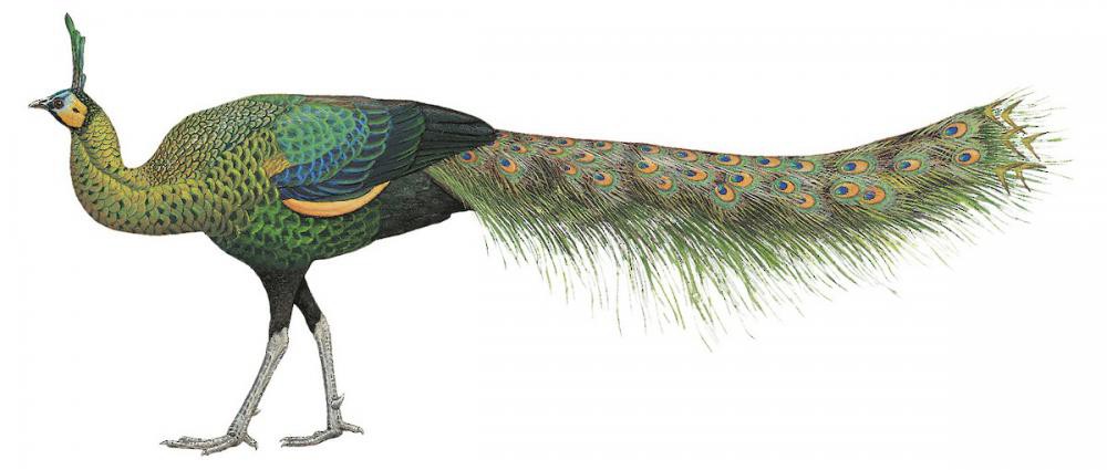 Green Peafowl / Pavo muticus