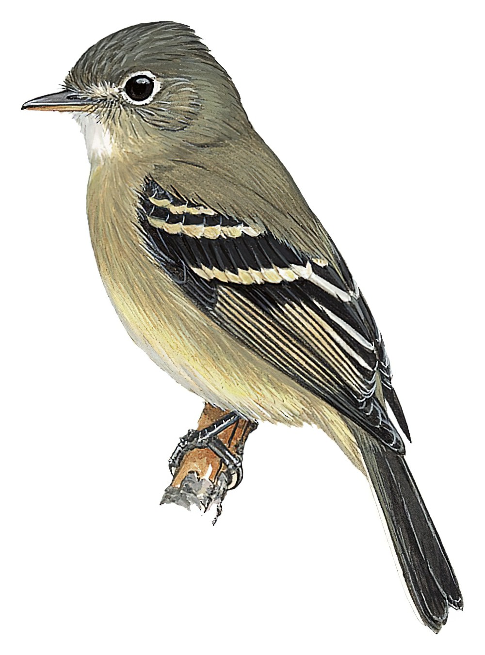 Pine Flycatcher / Empidonax affinis