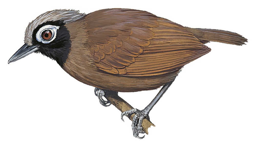 Hairy-crested Antbird / Rhegmatorhina melanosticta