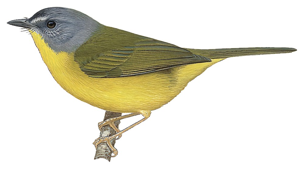 Gray-headed Warbler / Basileuterus griseiceps