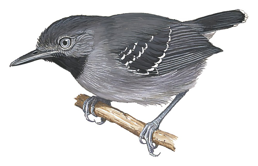 Black-chinned Antbird / Hypocnemoides melanopogon