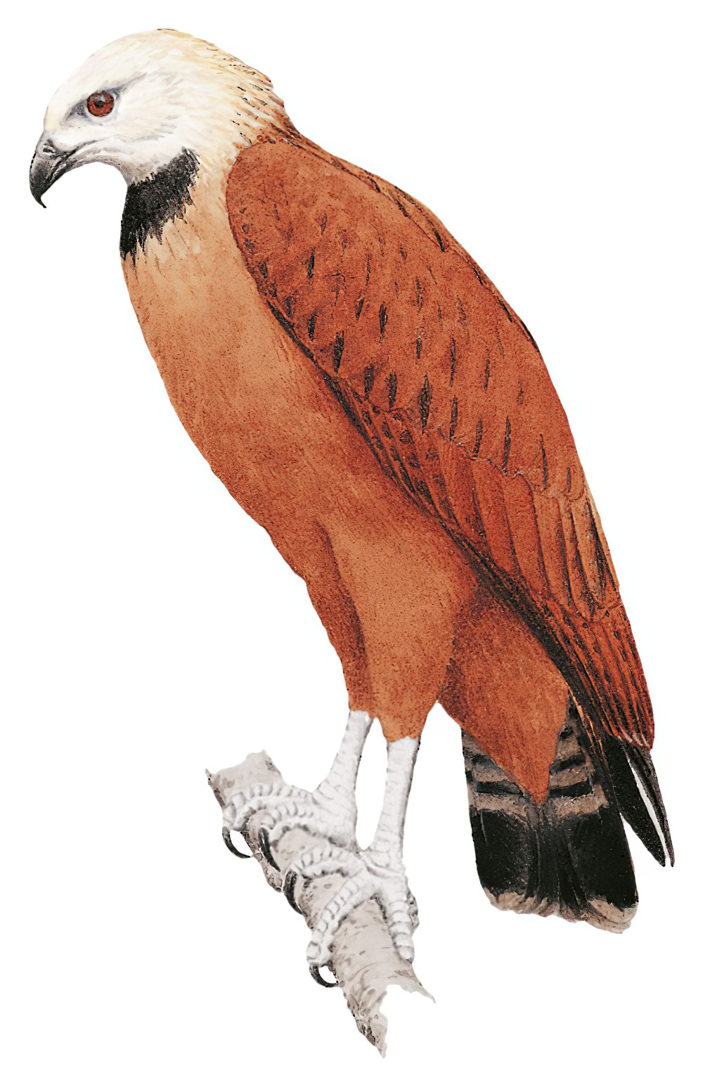 Black-collared Hawk / Busarellus nigricollis