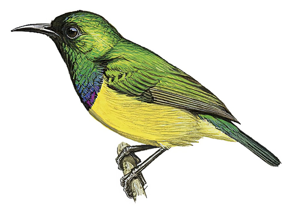 Collared Sunbird / Hedydipna collaris
