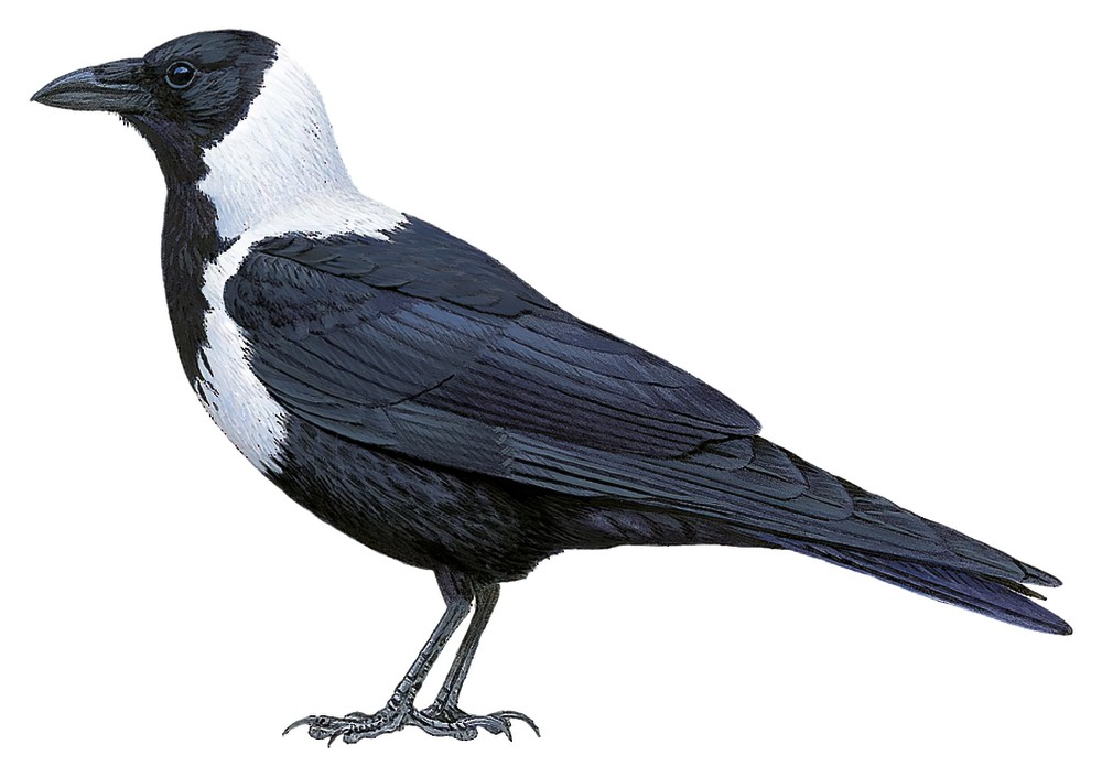 Collared Crow / Corvus pectoralis