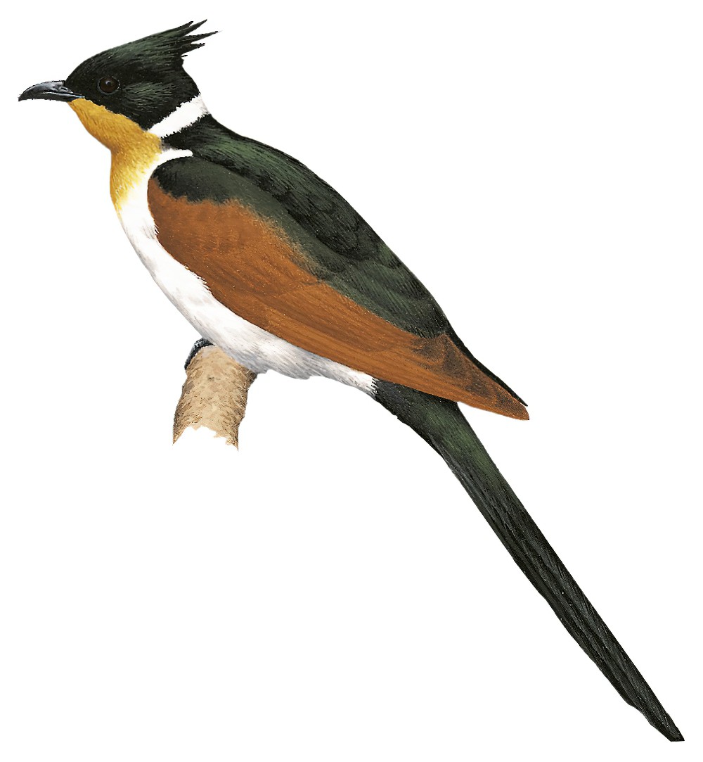 Chestnut-winged Cuckoo / Clamator coromandus