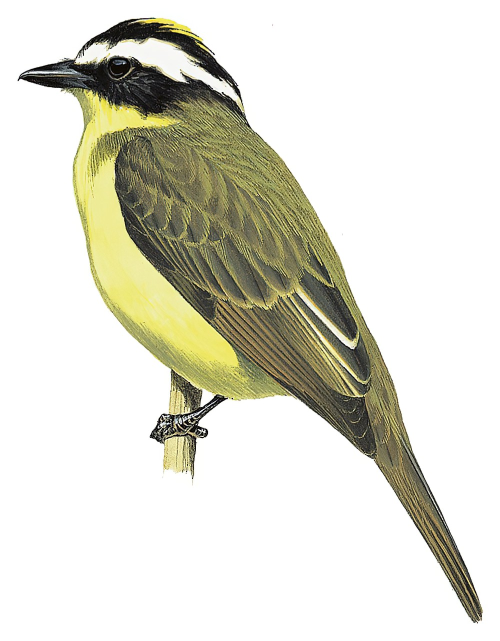 Yellow-throated Flycatcher / Conopias parvus