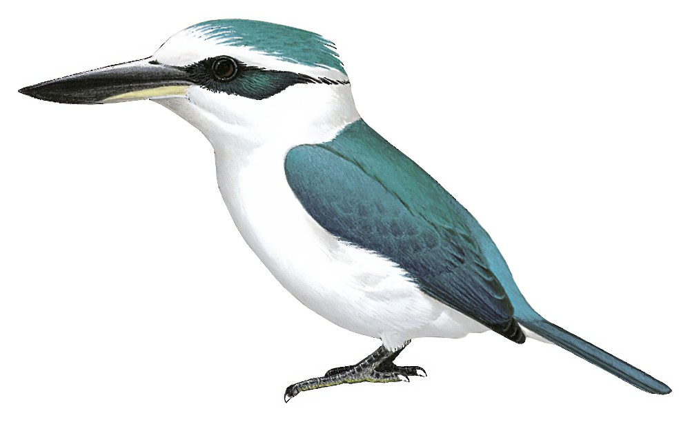 Chattering Kingfisher / Todiramphus tutus