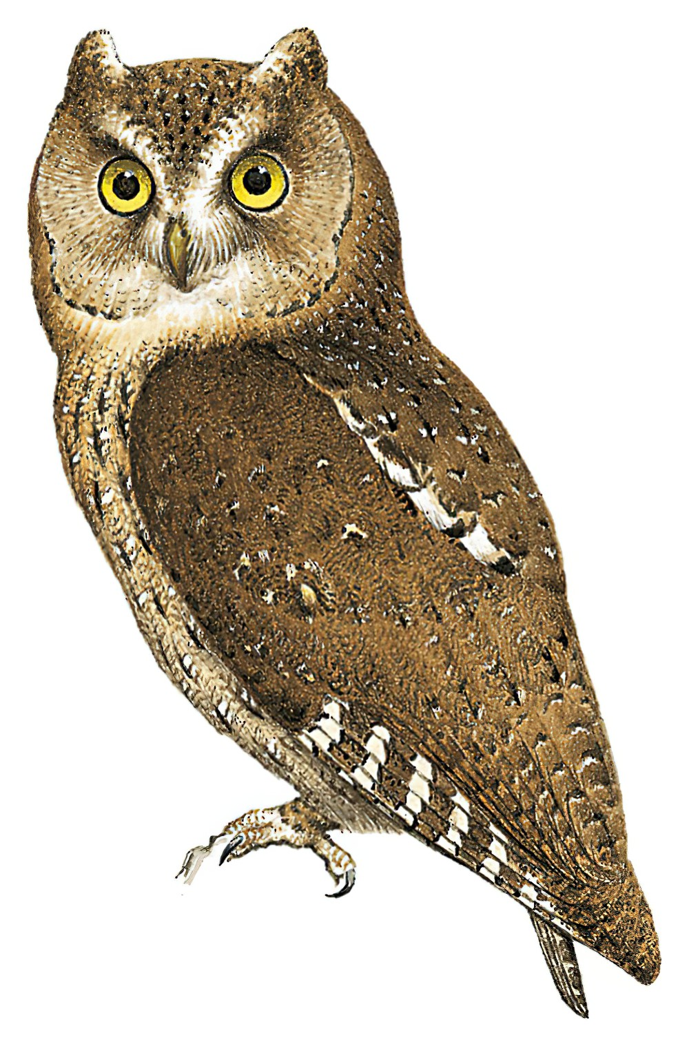 Sulawesi Scops-Owl / Otus manadensis