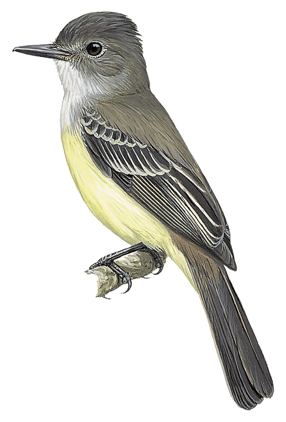Short-crested Flycatcher / Myiarchus ferox