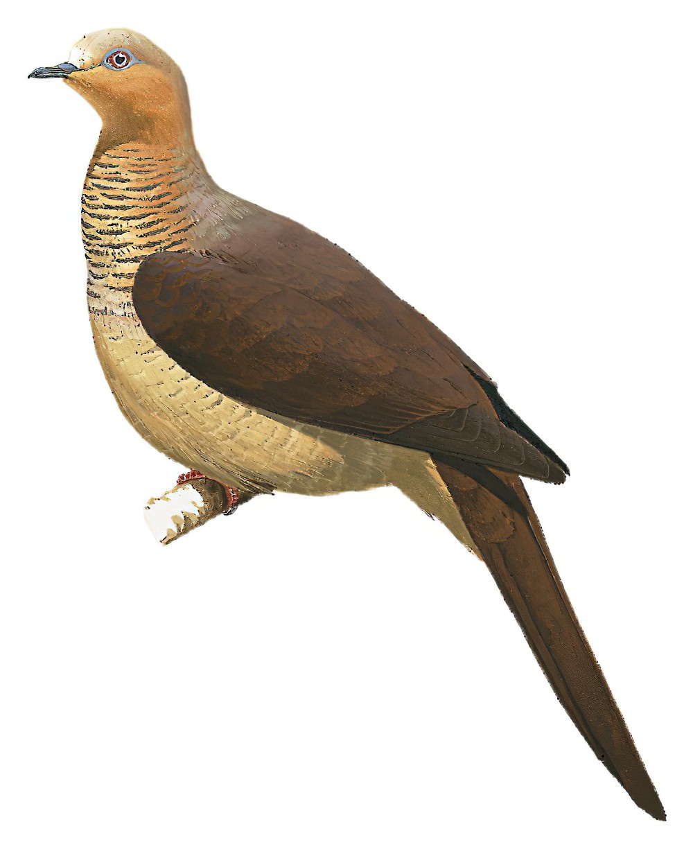 Sultan\'s Cuckoo-Dove / Macropygia doreya