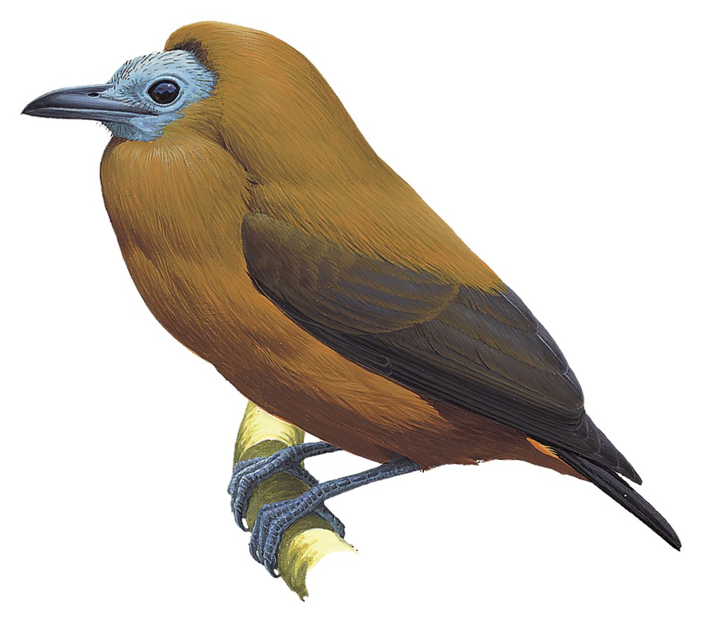 Capuchinbird / Perissocephalus tricolor