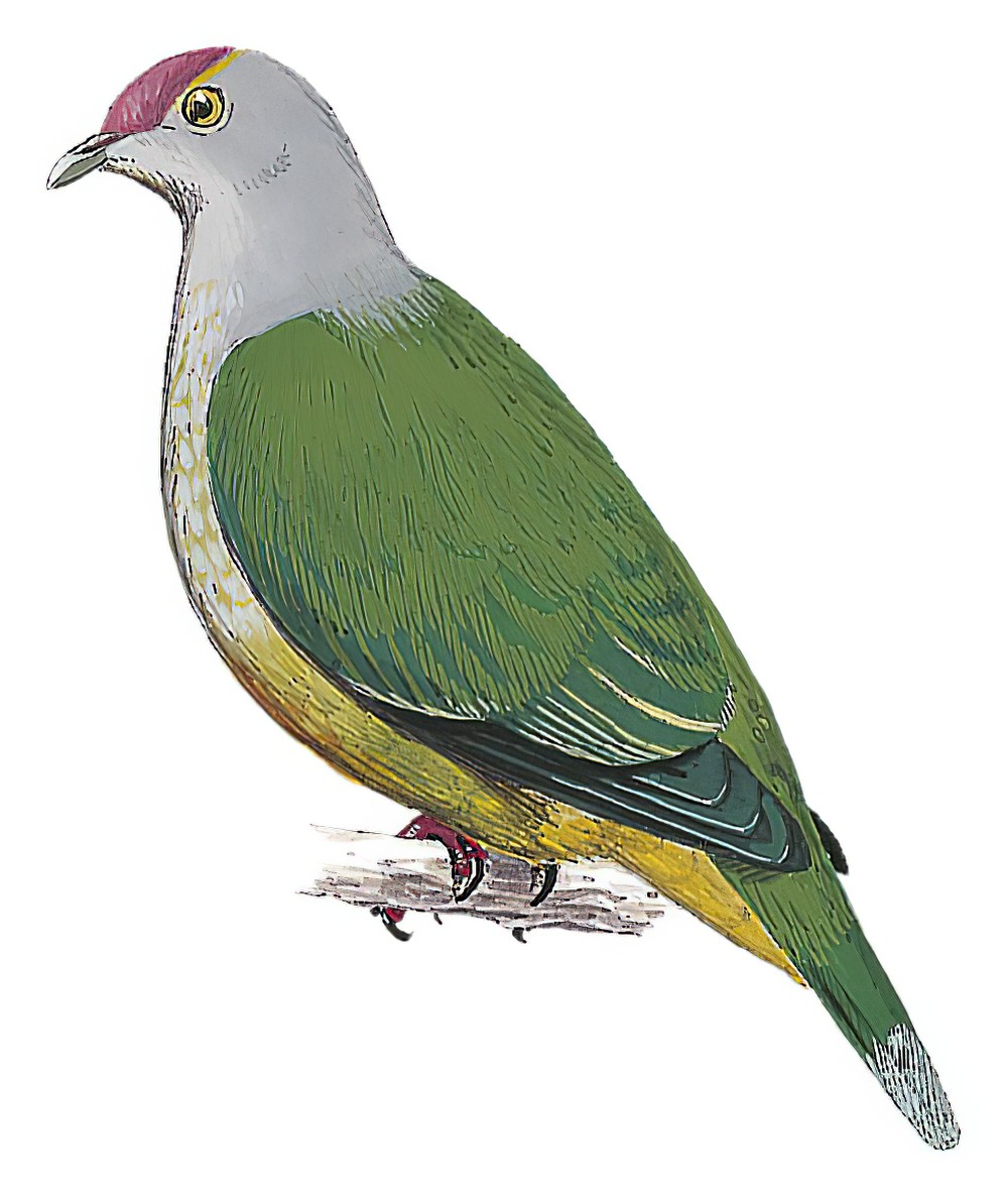 Cook Islands Fruit-Dove / Ptilinopus rarotongensis