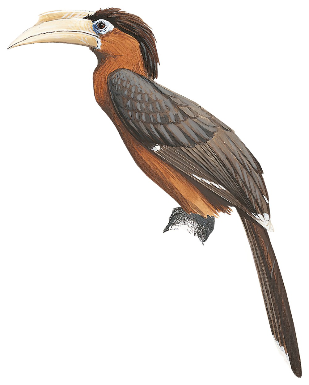 Rusty-cheeked Hornbill / Anorrhinus tickelli